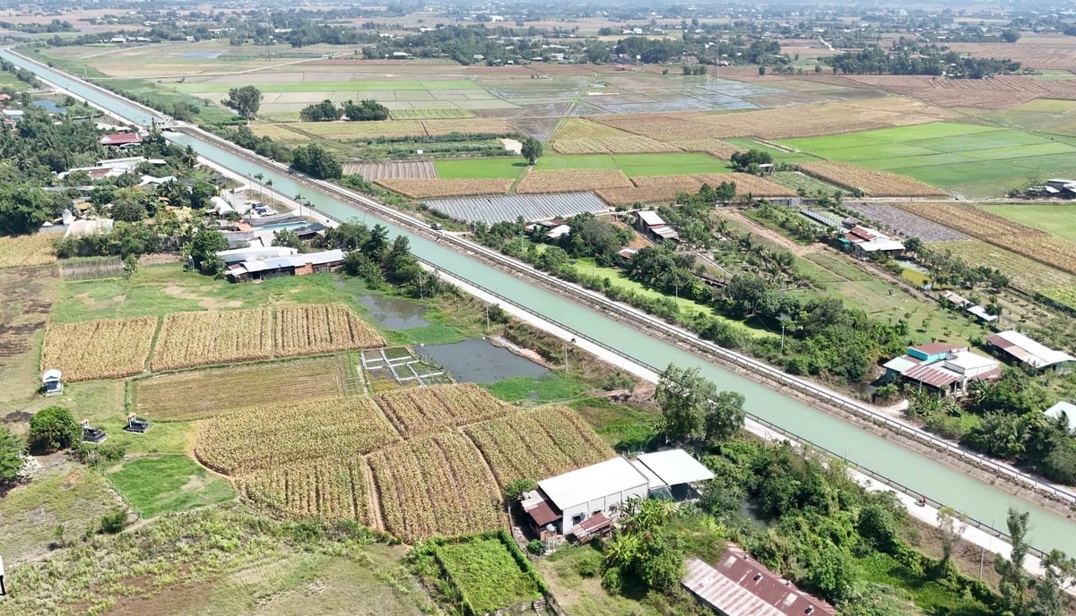 Prolonged heatwaves are placing significant pressure on agricultural production, particularly in areas facing an increased risk of saline intrusion. Photo: Le Binh.