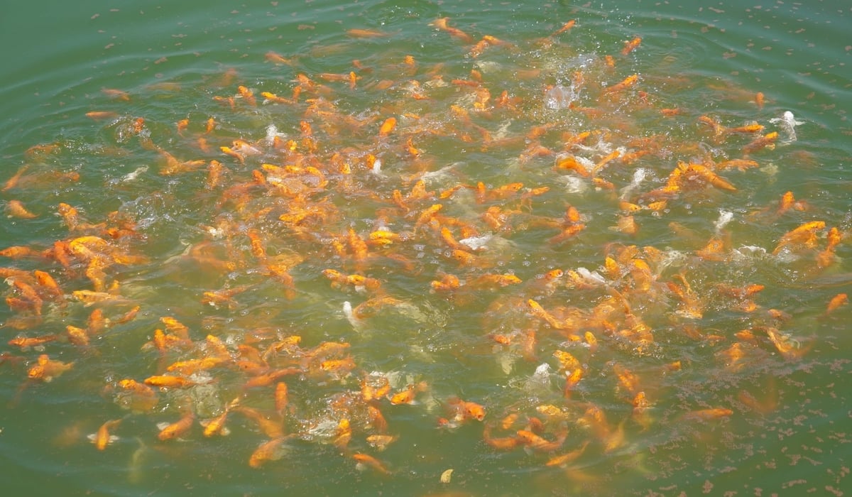 Thanks to a stable water supply from the East Canal in Cu Chi and proactive, well-planned storage, ornamental fish farms have maintained good growth during the dry season. Photo: Le Binh.