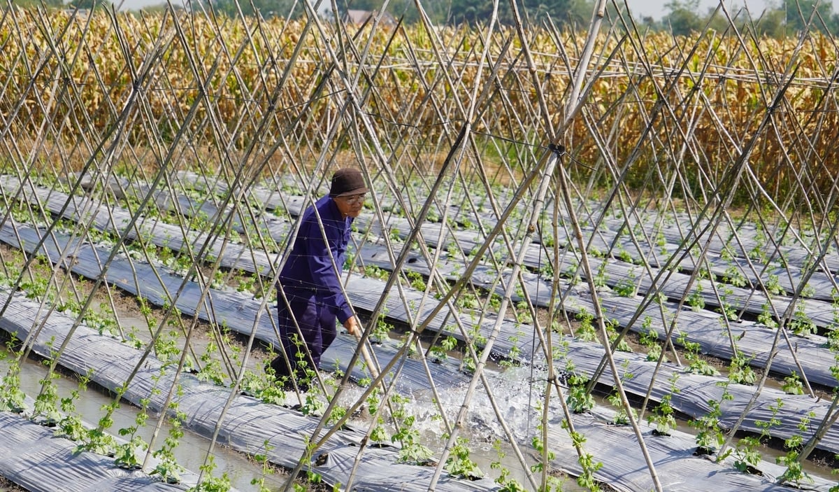 Continuously rising temperatures are forcing many farmers to adopt various measures to protect crops and livestock from potential damage. Photo: Le Binh.