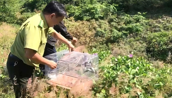 Authorities release wild birds back into the wild. Photo: K. Lam.