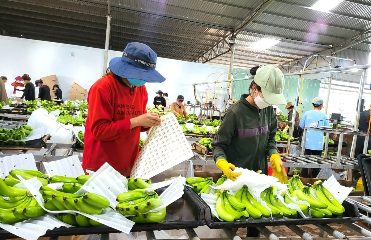 Bananas are becoming a key crop in Gia Lai, with 28 granted planting area codes covering more than 3,200 hectares. Photo: Tuan Anh.
