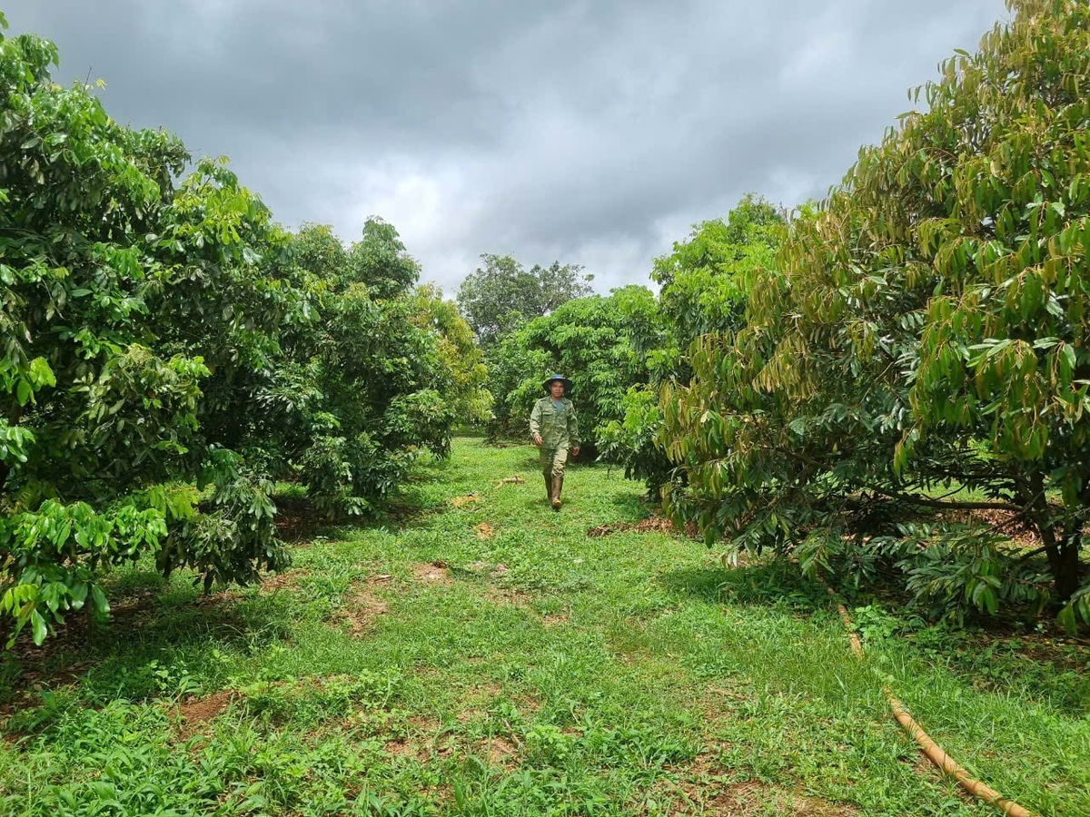 Many key orchards in Gia Lai have obtained planting area codes. Photo: Tuan Anh.