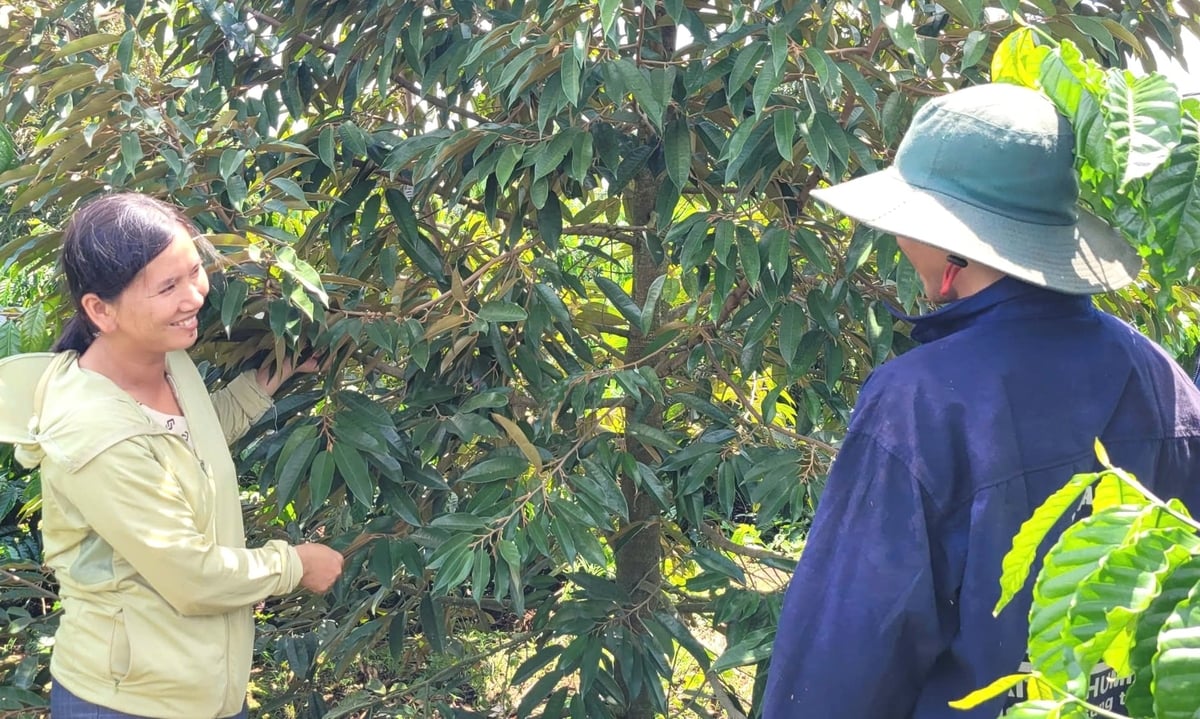 Durian has been granted 67 planting area codes in Gia Lai, covering more than 1,500 hectares. Photo: Tuan Anh.