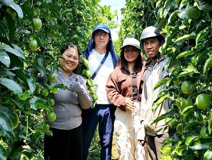 Gia Lai currently has granted 43 planting area codes for passion fruit, covering more than 1,150 hectares. Photo: Tuan Anh.