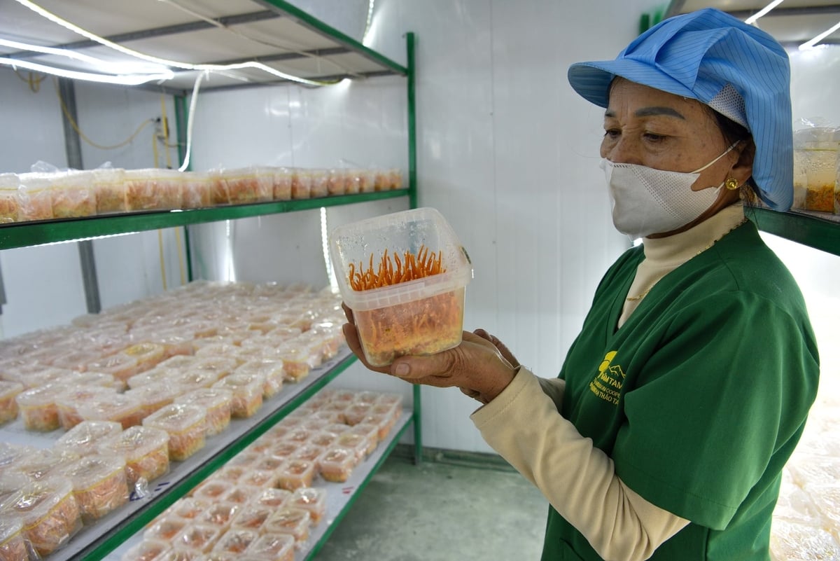 Nấm đông trùng hạ thảo được nuôi cấy tại HTX Nấm Tam Đảo. Ảnh: Dương Đình Tường.