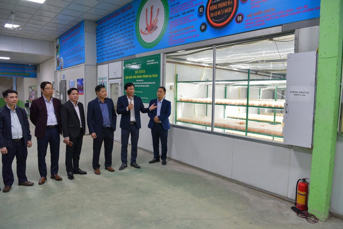 Anh Nguyễn Quốc Huy - Giám đốc HTX nấm Tam Đảo (thứ hai từ phải sang) giới thiệu phòng nuôi trồng nấm đông trùng hạ thảo. Ảnh: Dương Đình Tường.
