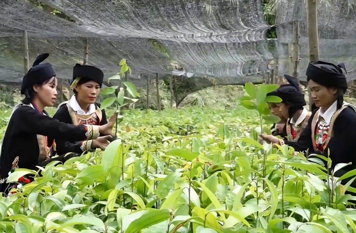UBND tỉnh Lạng Sơn yêu cầu tiêu chuẩn cây giống phải đảm bảo nguồn gốc, xuất xứ, phù hợp với các tiêu chuẩn quy định. Ảnh: Hoàng Nghĩa.