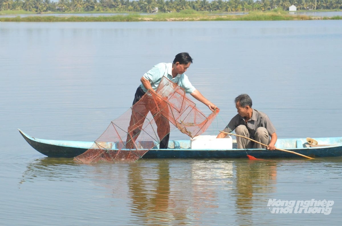 The application of microbial solutions for water treatment helps improve the efficiency of shrimp–rice farming while protecting the environment. Photo: Trung Chanh.