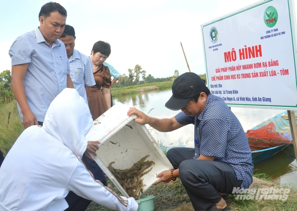 As rice straw decomposes, microbial communities flourish, generating natural nutrients that support faster shrimp growth and enhance productivity in shrimp-rice farming systems. Photo: Trung Chanh.