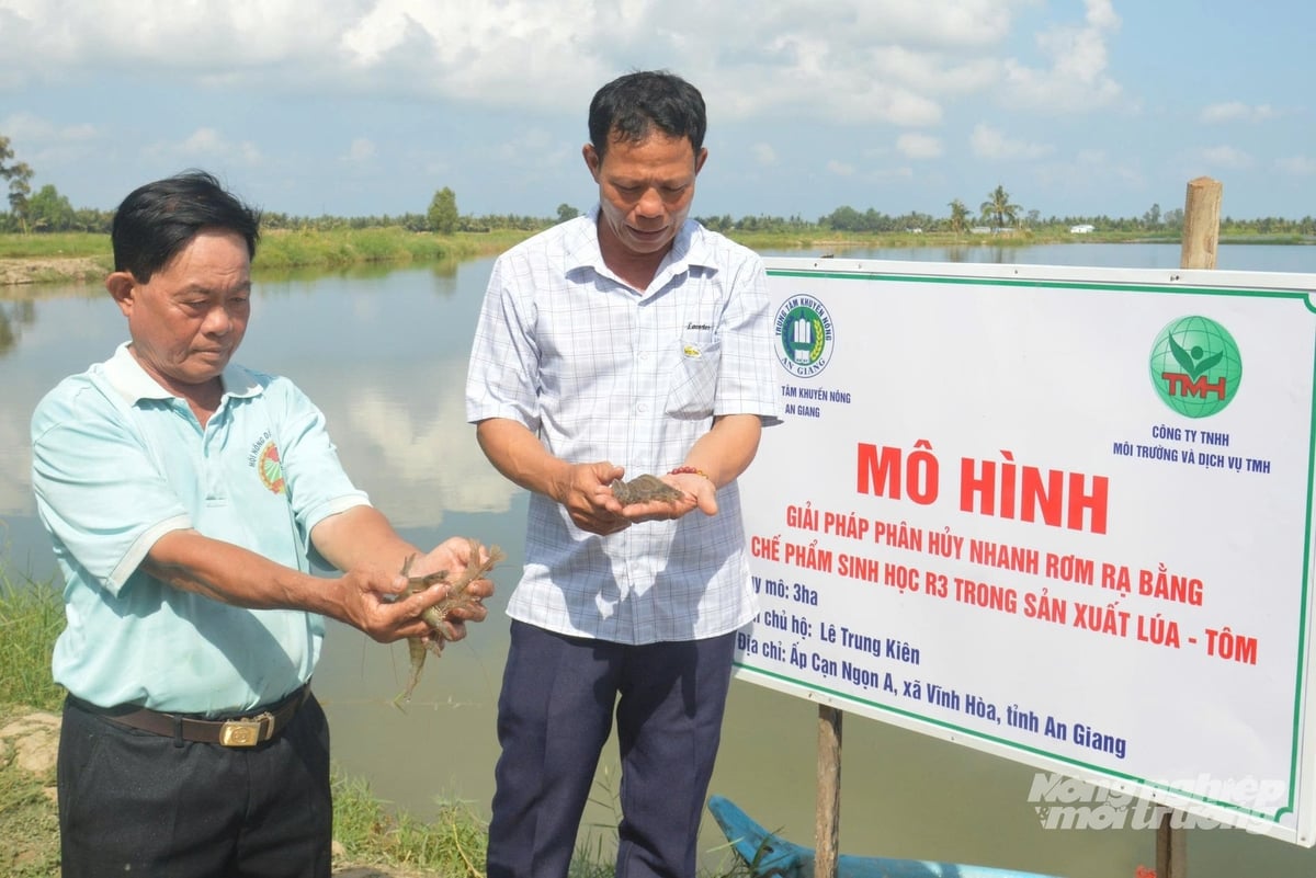 Biological solutions not only help farmers effectively treat rice straw but also retain nutrients in the soil, creating a favorable ecological foundation for shrimp and crab development. Photo: Trung Chanh.