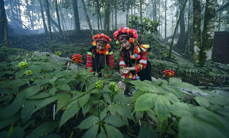Lai Chau ginseng. Photo: Anh Tuan.