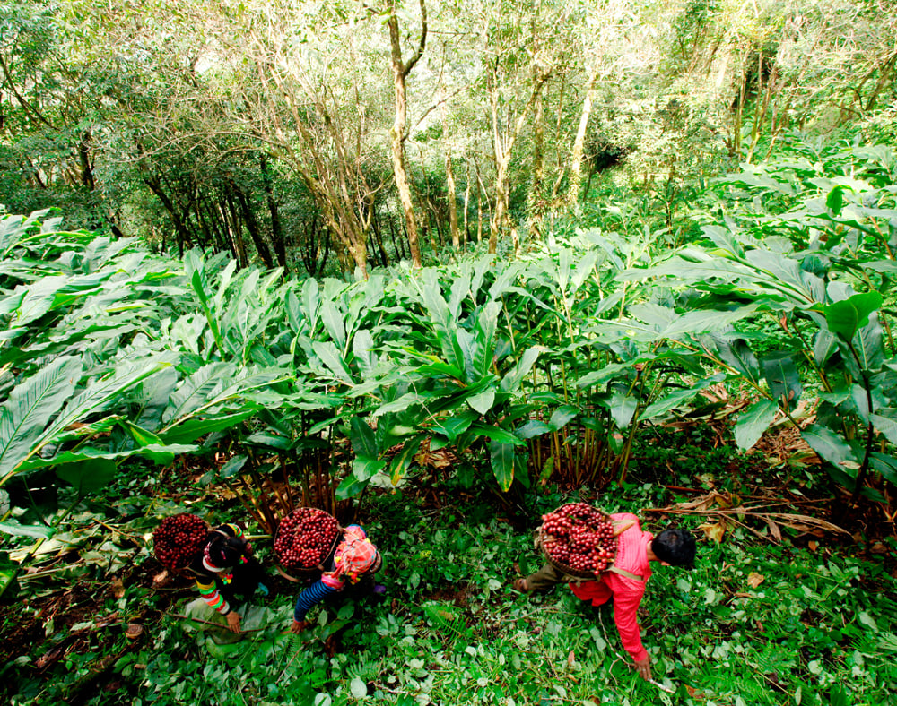 Under-forest economy development. Photo: Anh Tuan.