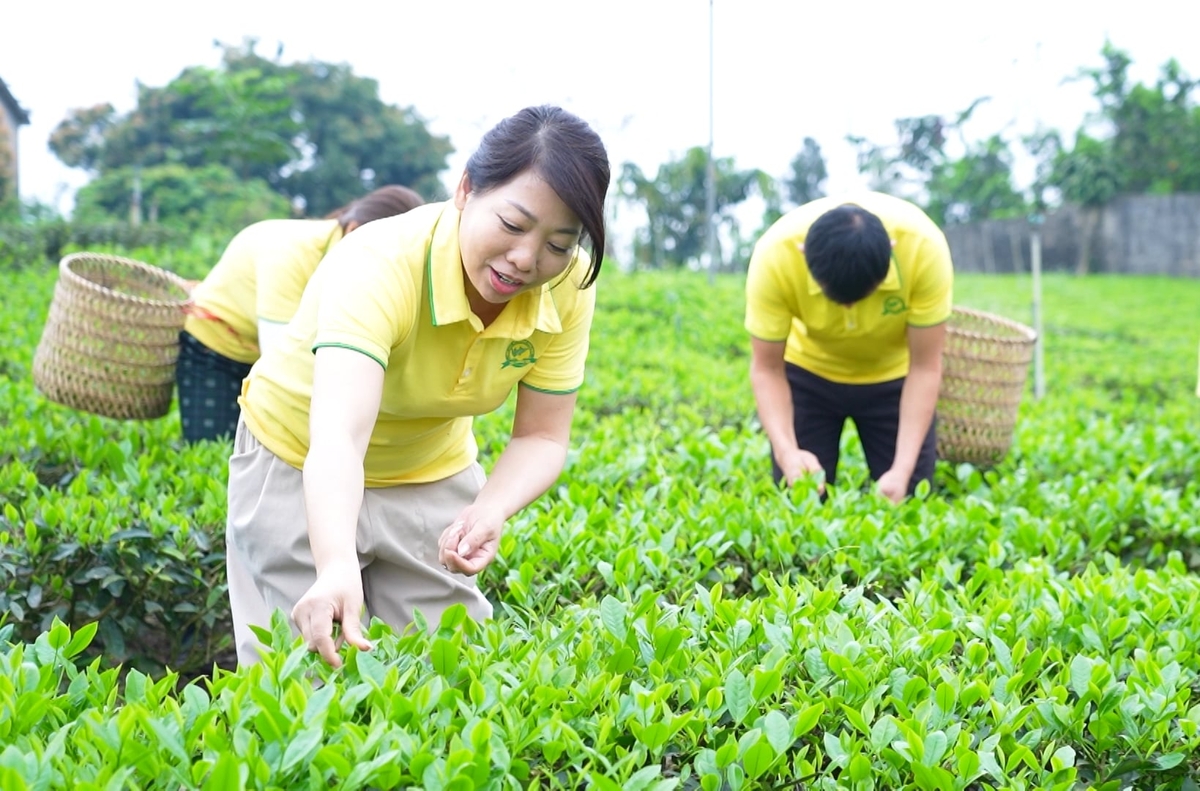 HTX Hương Vân Trà là một trong những đơn vị có nhiều sản phẩm OCOP tại Thái Nguyên. Ảnh: Quang Linh.