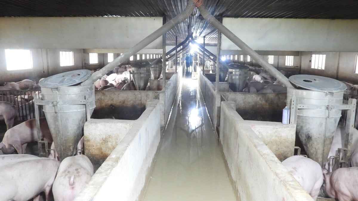 Tây Ninh có 160 trang trại chăn nuôi, góp phần tăng trưởng nhưng gây áp lực môi trường, nhất là xử lý chất thải, khí và nước thải. Ảnh: Trần Trung.