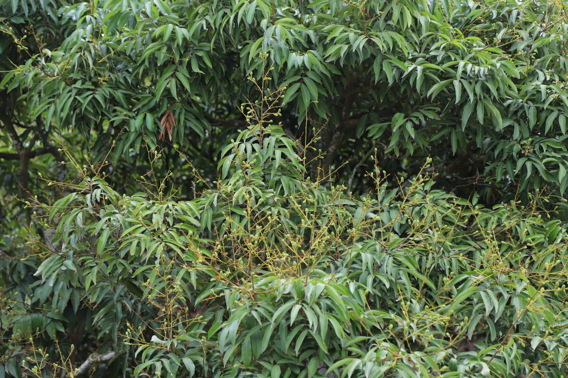 Export lychee growing area in Ha Dong commune, Hai Phong. Photo: Dinh Muoi.