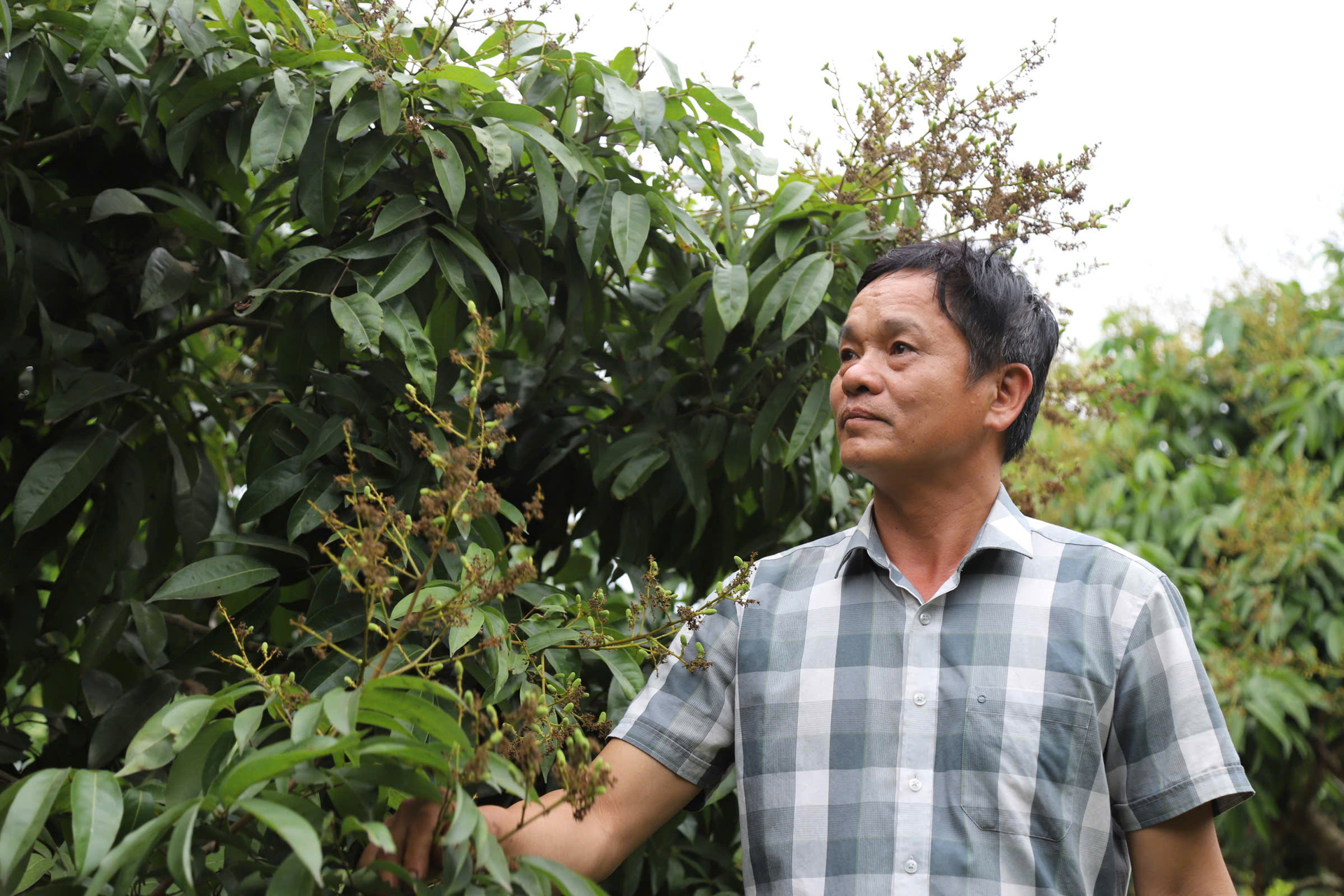 Hai Phong maintains about 9,350 hectares of lychee cultivation, concentrated in key areas such as Ha Dong and Thanh Ha. Photo: Dinh Muoi.