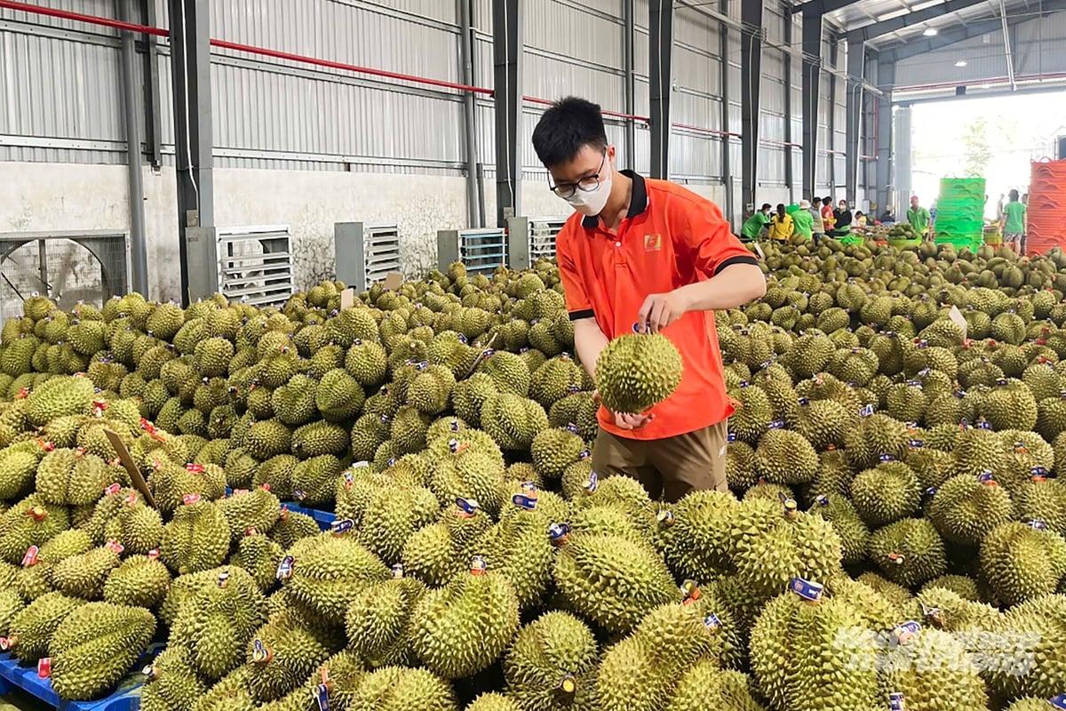 10 thị trường xuất khẩu rau quả của Việt Nam gồm: Trung Quốc, Mỹ, Hàn Quốc, Nhật Bản, Hà Lan, Malaysia, Úc, Thái Lan, Đức, Đài Loan. Ảnh: Nguyễn Thủy.