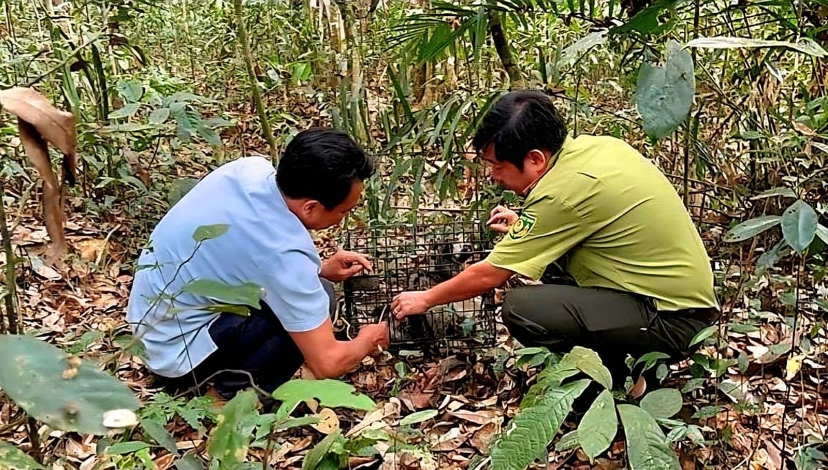 The Dong Nai Culture and Nature Reserve, in collaboration with forest rangers and local authorities, organized the release of wildlife into the natural forest under its management. Photo: HP.