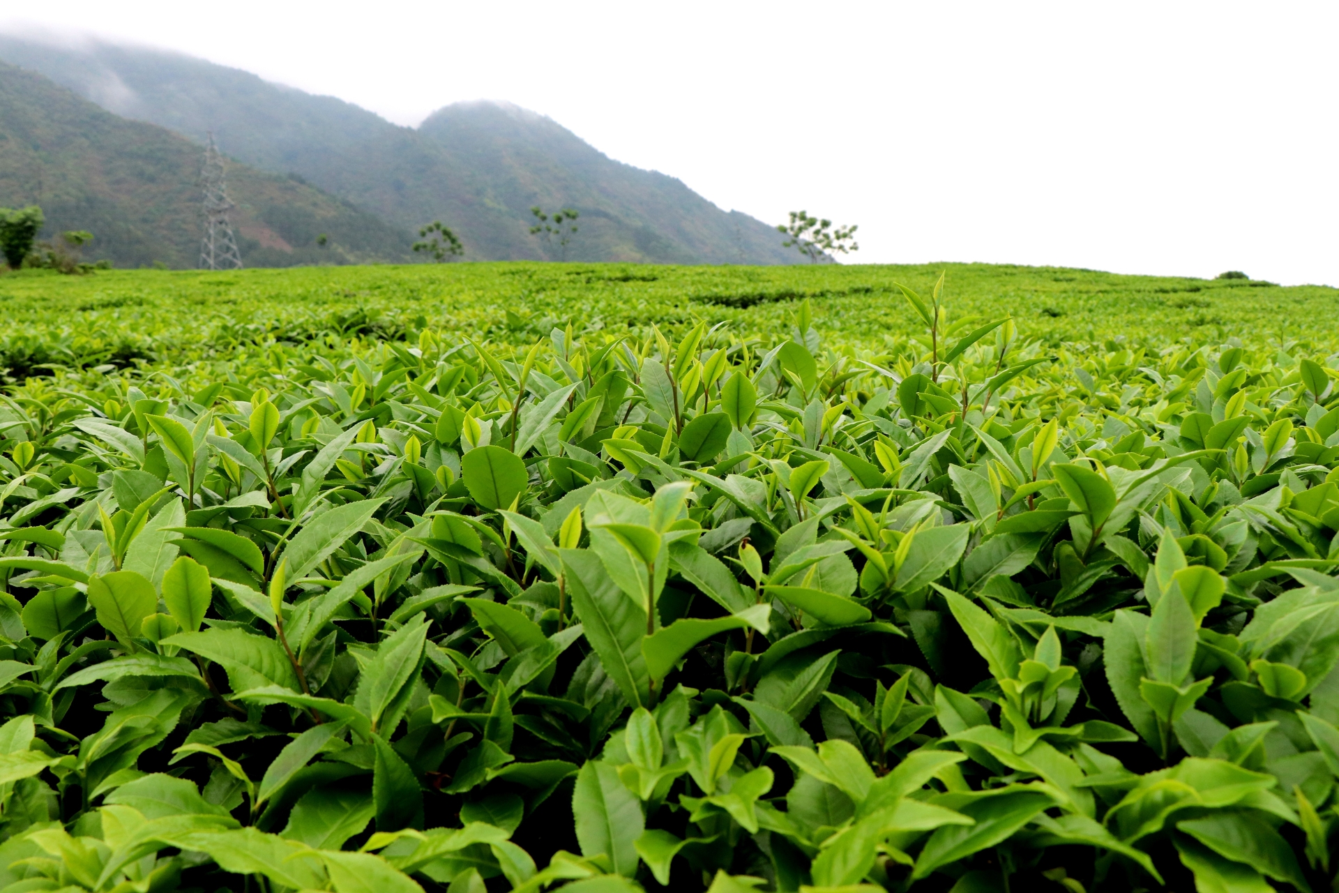 Tea plants continue to affirm their role as a key crop, contributing to poverty reduction and economic development for many households in Lai Châu. Photo: Xuan Hung.