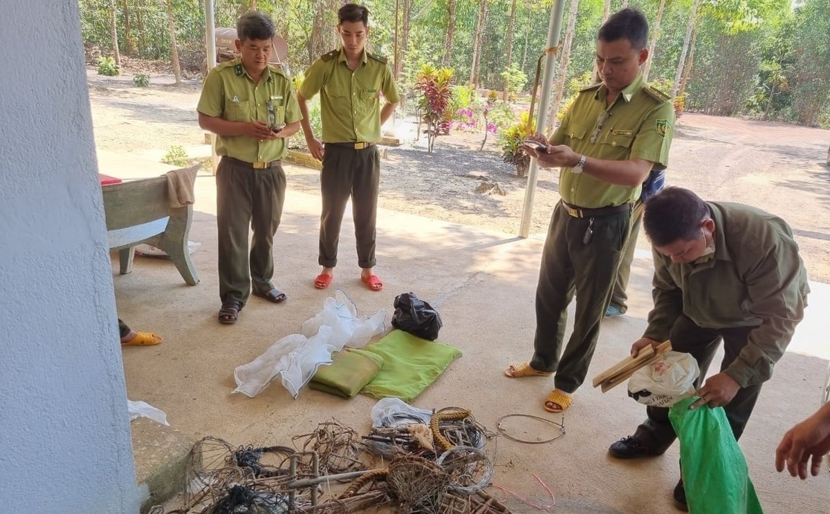 The Reserve has also received numerous animal individuals voluntarily handed over by local residents and confiscated many tools used for trapping wildlife. Photo: Minh Sang.