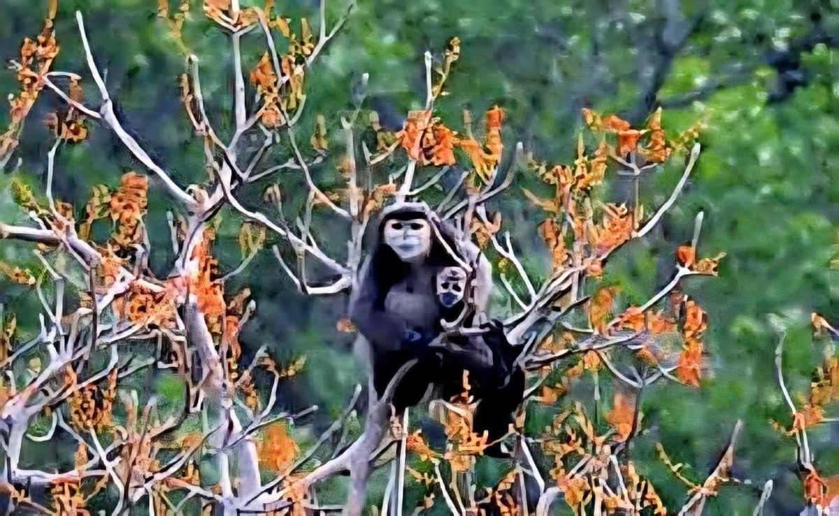 The Dong Nai Culture and Nature Reserve currently records more than 1,900 animal species and over 600 species of higher plants. Photo: HP.