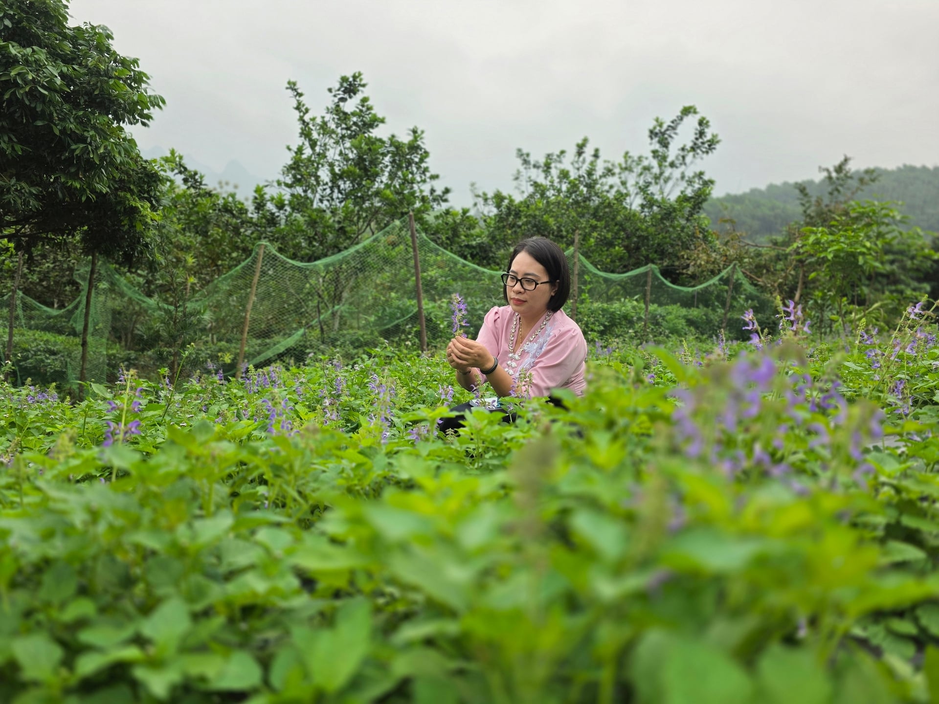 Lương y Nguyễn Thị Thái ngắm thành quả sau 3 năm gây dựng vườn dược liệu. Ảnh: Trúc Lâm.