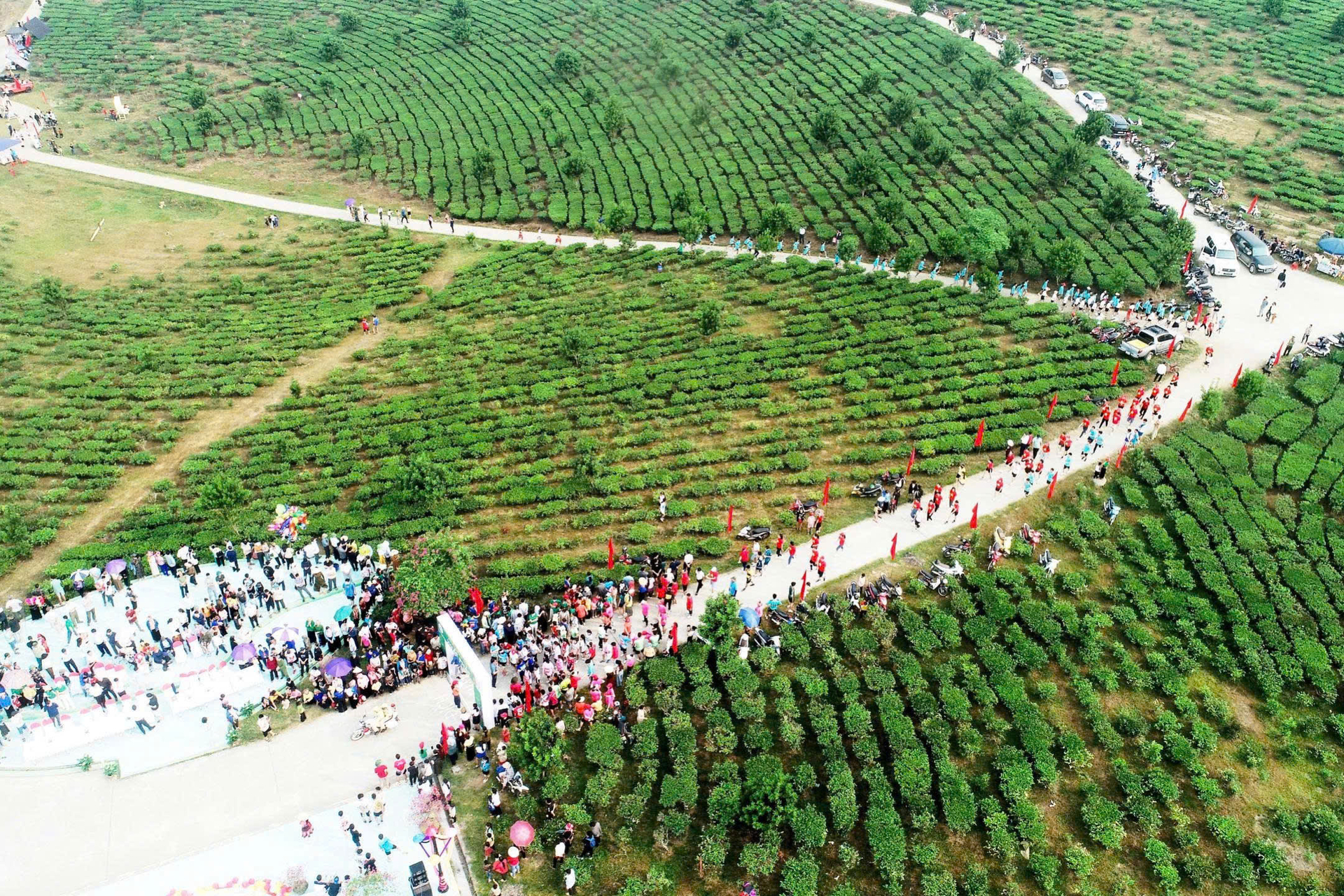 The Tan Uyen tea area is planned in a concentrated direction, linking production with processing and consumption. Photo: Thu Trang.