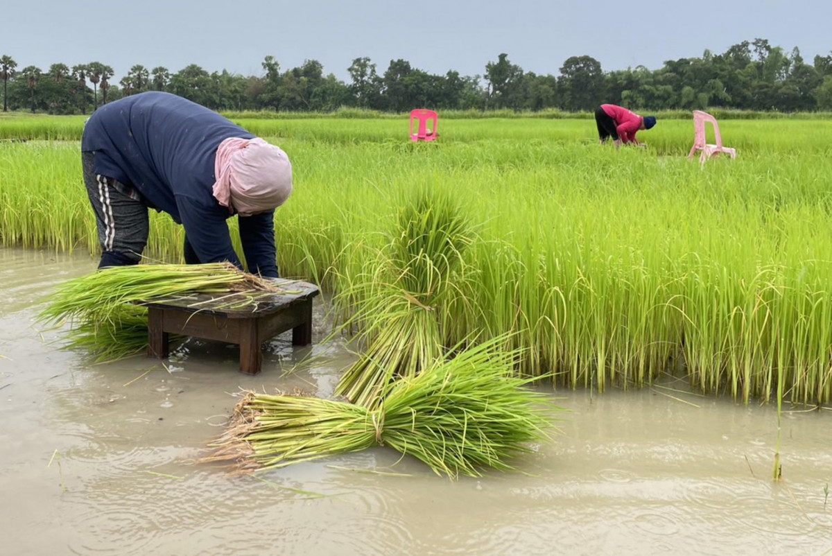 Xuất khẩu gạo của Thái Lan trong tháng 1/2026 giảm 17,5% do đồng baht tăng giá mạnh. Ảnh: The Bangkok Post