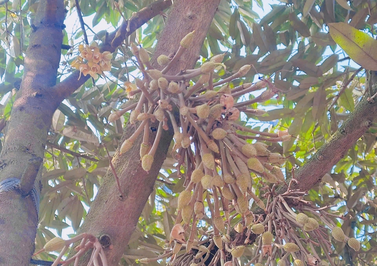 Cần chú ý bệnh xì mủ do nấm Phytophthora và bệnh thán thư gây hại trên hoa, quả non trên cây sầu riêng. Ảnh: TL.