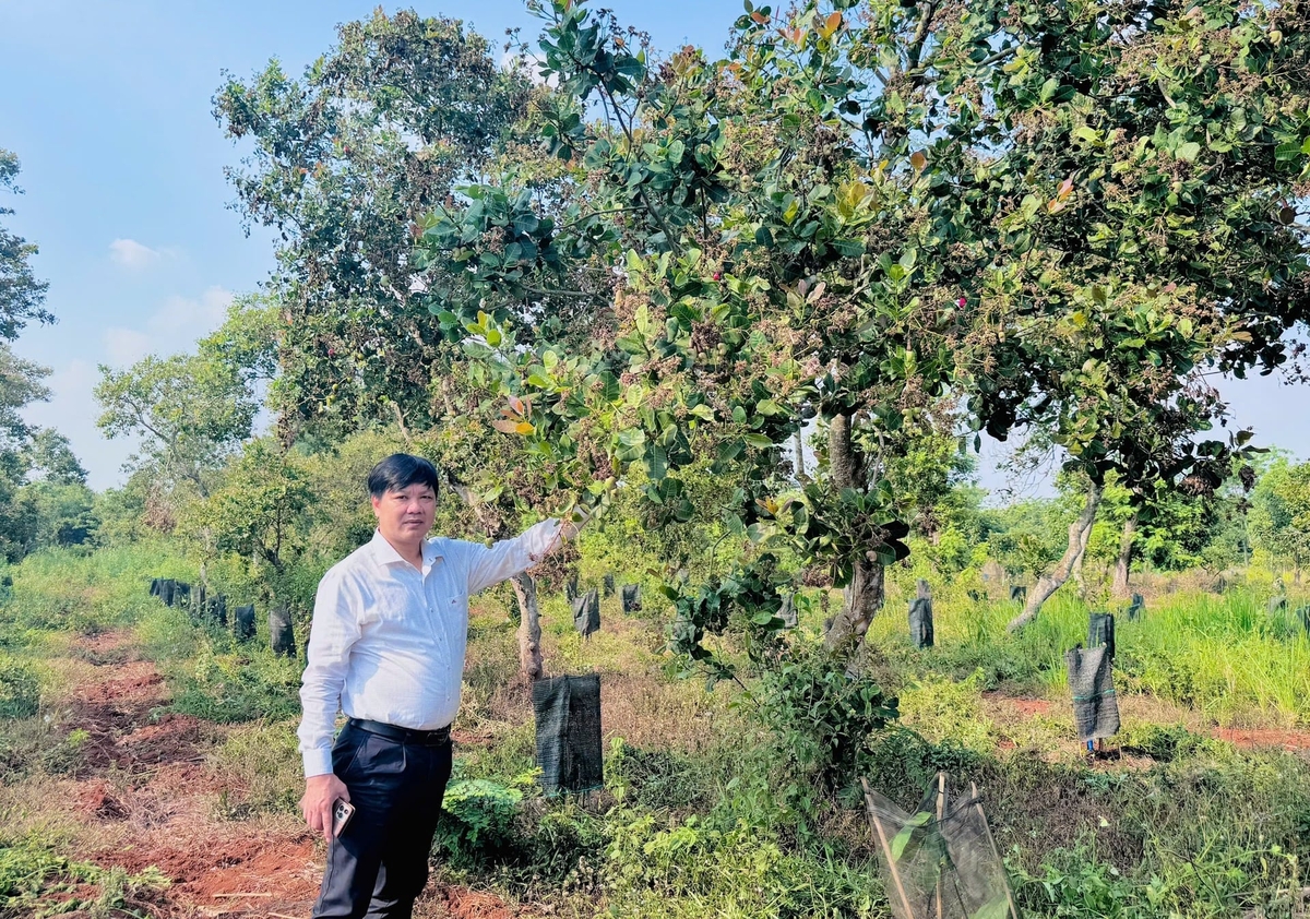 Trung tâm Trồng trọt và Bảo vệ thực vật miền Trung đề nghị các địa phương tăng cường theo dõi bệnh thán thư trên quả cây điều. Ảnh: TL.