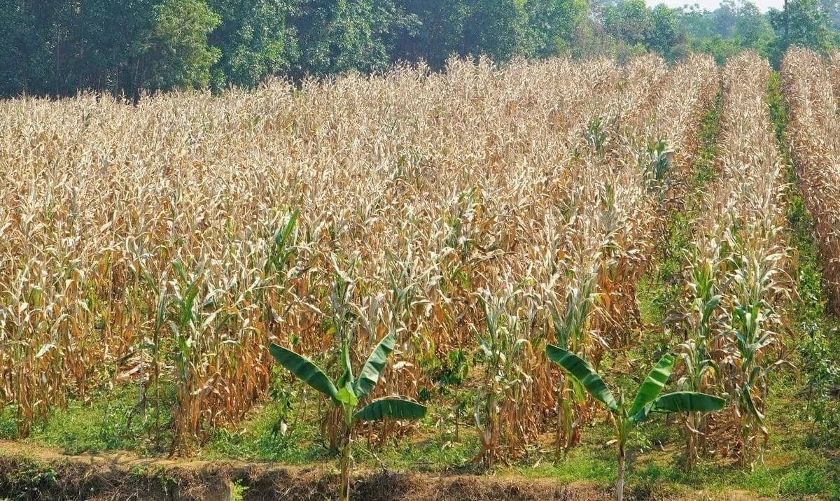 Many maize-growing areas in Ha Tinh saw leaf blight during the early-April heatwave, when temperatures reached up to 42°C. Photo: Thanh Nga.