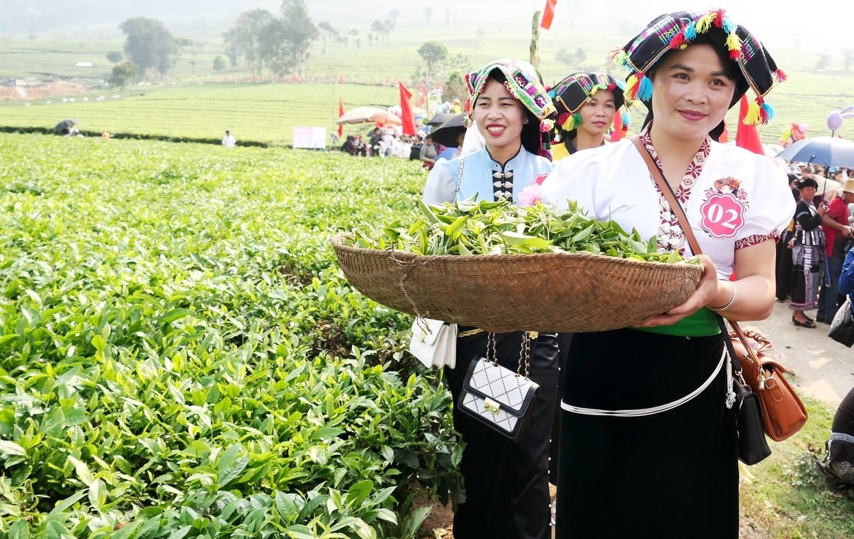 Chè xuân Lai Châu. Ảnh: Thu Trang.