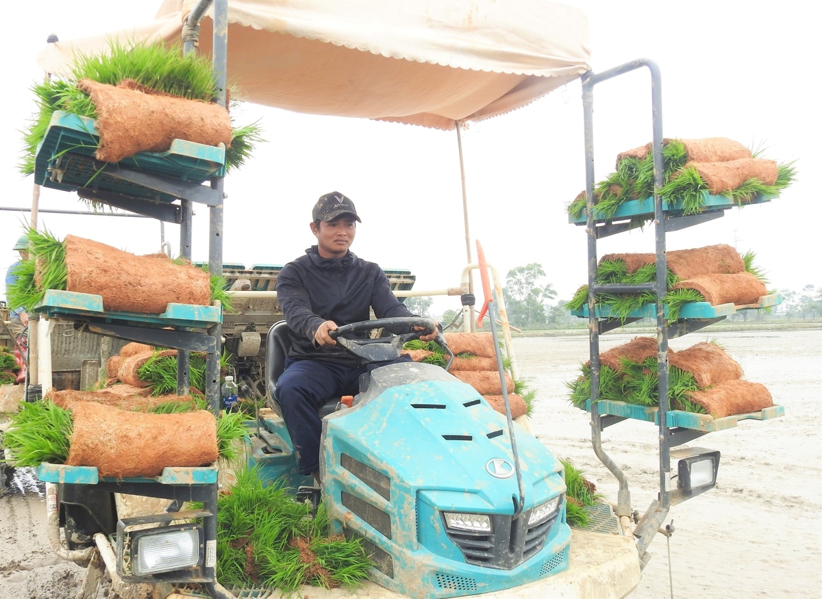 Ha Tinh encourages the application of technical advances such as tray seedlings, mechanical transplanting, and alternate wetting and drying irrigation in production. Photo: Thanh Nga.