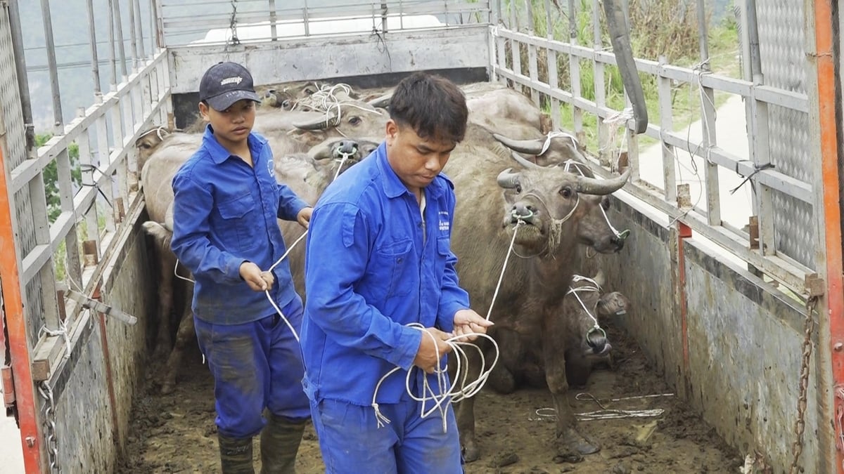 Trâu được chở lên bằng xe tải. Ảnh: XM. 