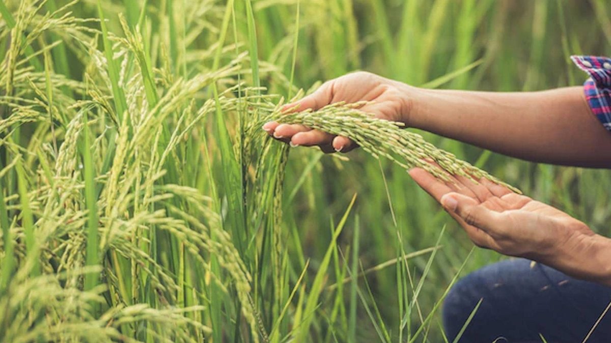 Nhận định cho biết, một Siêu El Niño sẽ gây nên những hệ quả nghiêm trọng tới nền kinh tế lúa gạo của Thái Lan. Ảnh: Thai PBS World.
