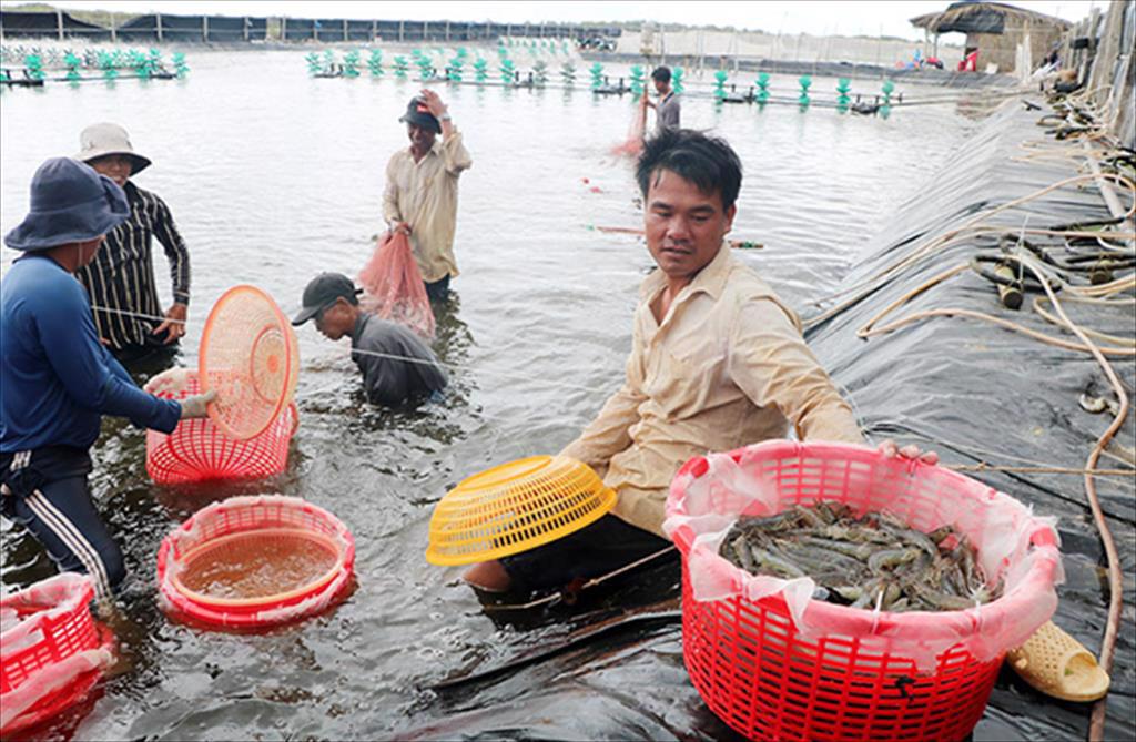 Nguồn nguyên liệu sản xuất bột cá ngày càng khan hiếm, chi phí tăng, sản phẩm Empyreal 75 là giải pháp thay thế hiệu quả. Ảnh: HT.