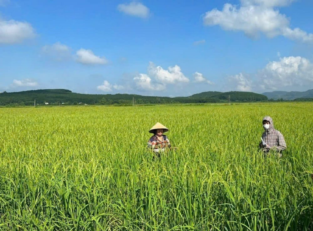 Tỉnh Thanh Hóa yêu cầu các sở, ban, ngành chủ động phòng ngừa, ứng phó, khắc phục hậu quả do thiên tai, để sớm khôi phục sản xuất nông nghiệp. Ảnh: Thu Thủy.