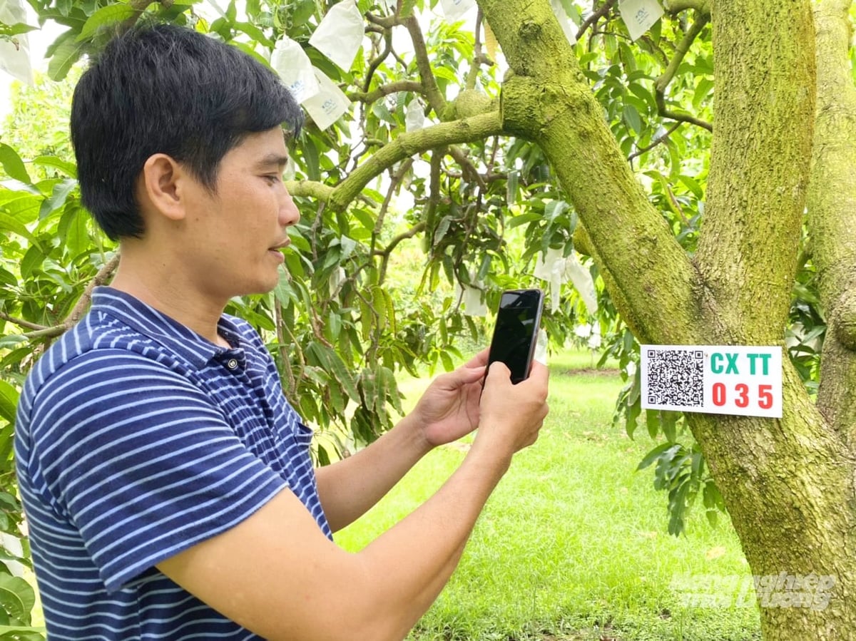 In Dong Thap, many mango cooperatives have implemented the 'My Mango Tree' model, allowing consumers to track tree growth via QR codes and digital platforms. Photo: Le Hoang Vu.