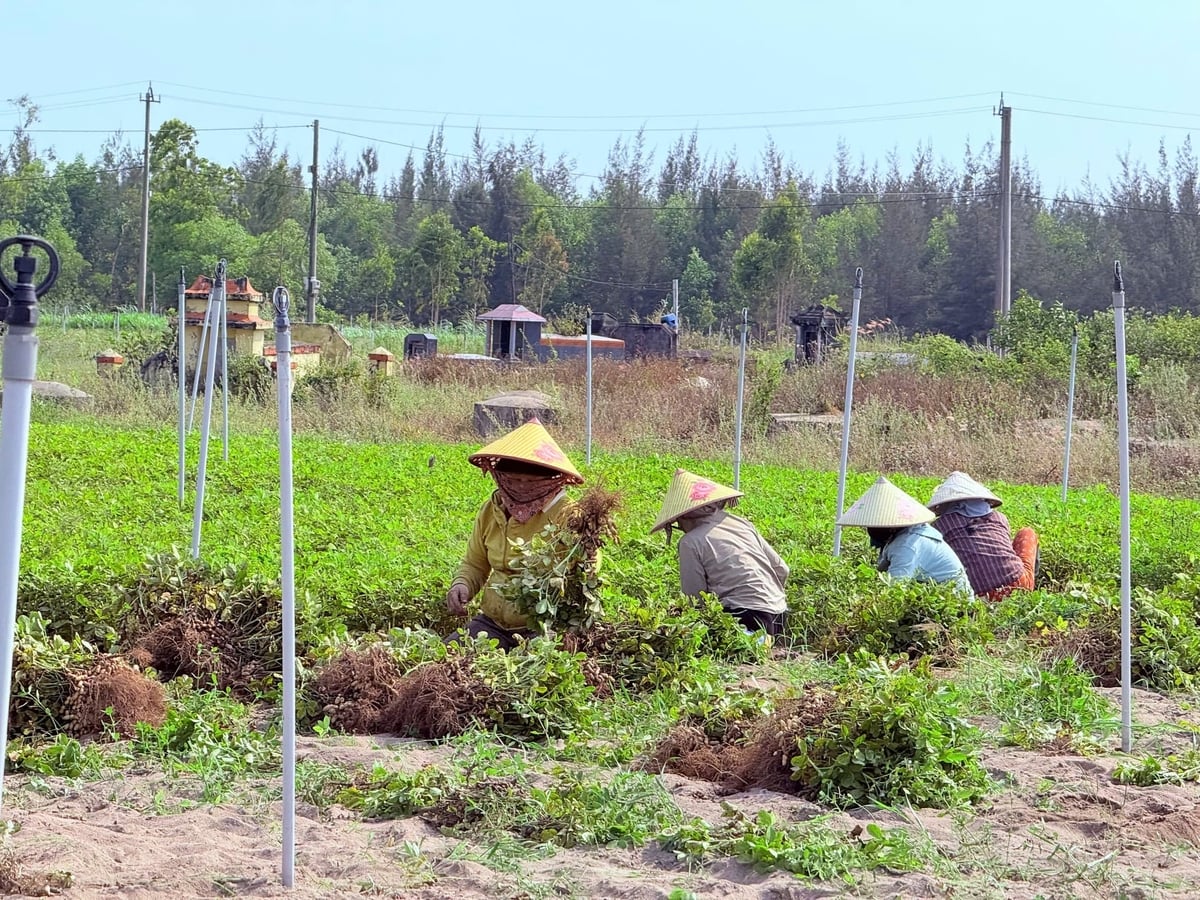 Farmers in Thach Thang hamlet (Lan Phong commune, Quang Ngai) are busy harvesting peanuts in Ray field. Photo: V.H.