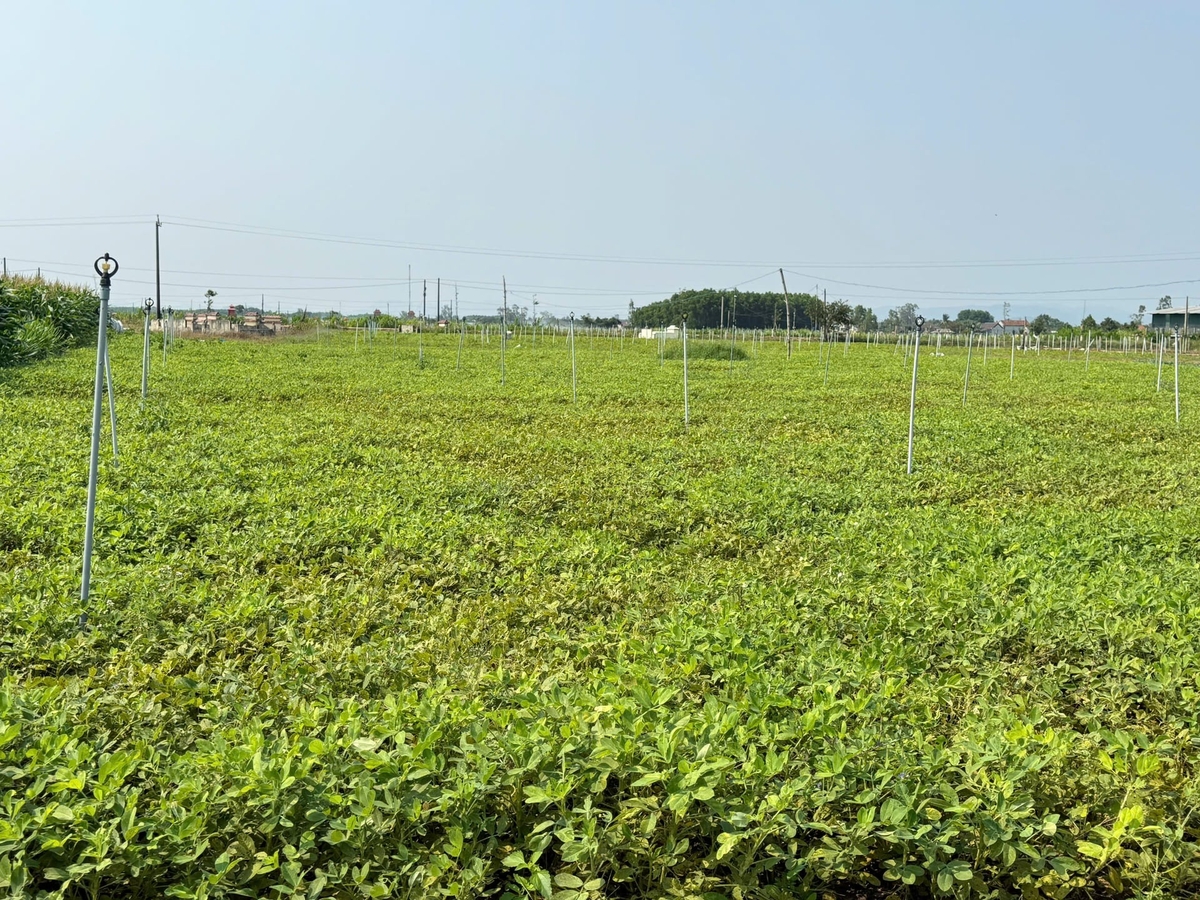 The peanut production linkage project along the value chain, implemented on a scale of 13 hectares, has attracted 77 participating households. Photo: V.H.