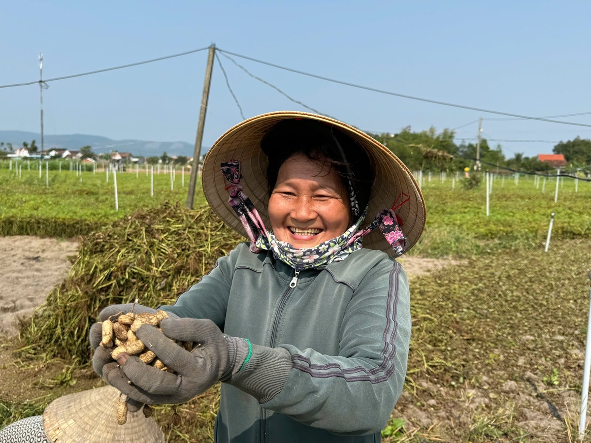 Peanuts achieve high yields thanks to participation in the value chain-linked production model in Lan Phong commune. Photo: V.H.