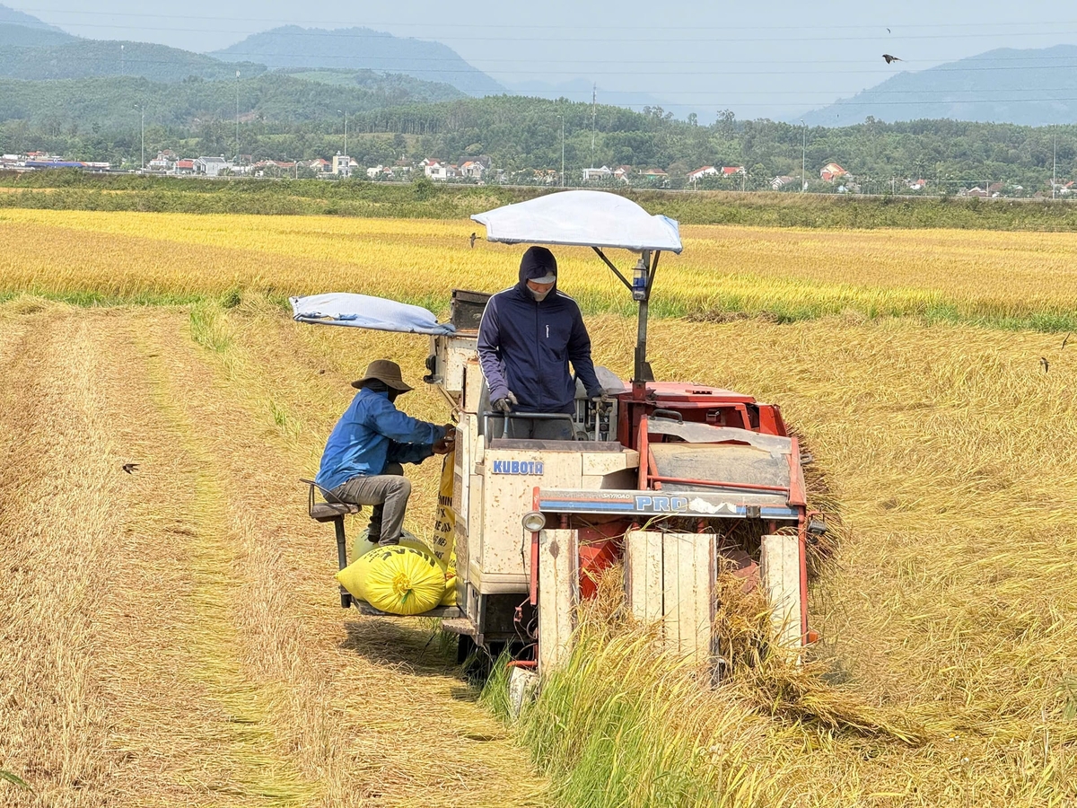 The rice production linkage model in Lan Phong is also proving effective, with a scale of 32 hectares and the participation of around 500 households. Photo: V.H.