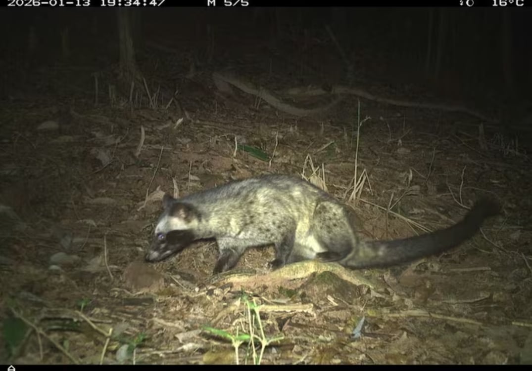 Through camera trap monitoring, the appearance of wildlife in the My Son Landscape Protection Zone was recorded. Photo: My Son management board.