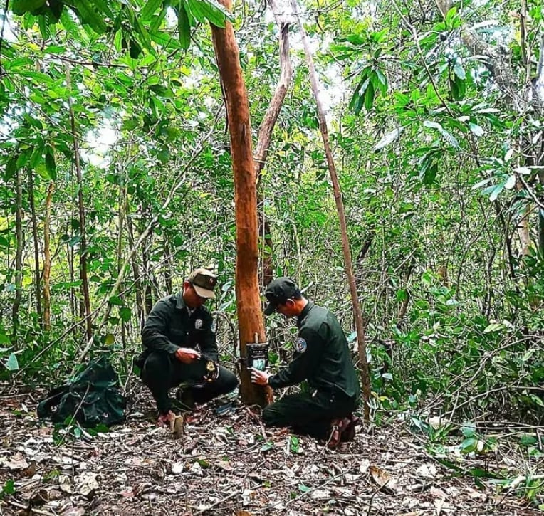 Deploying camera traps in the forest area of My Son Landscape Protection Zone. Photo: My Son management board.
