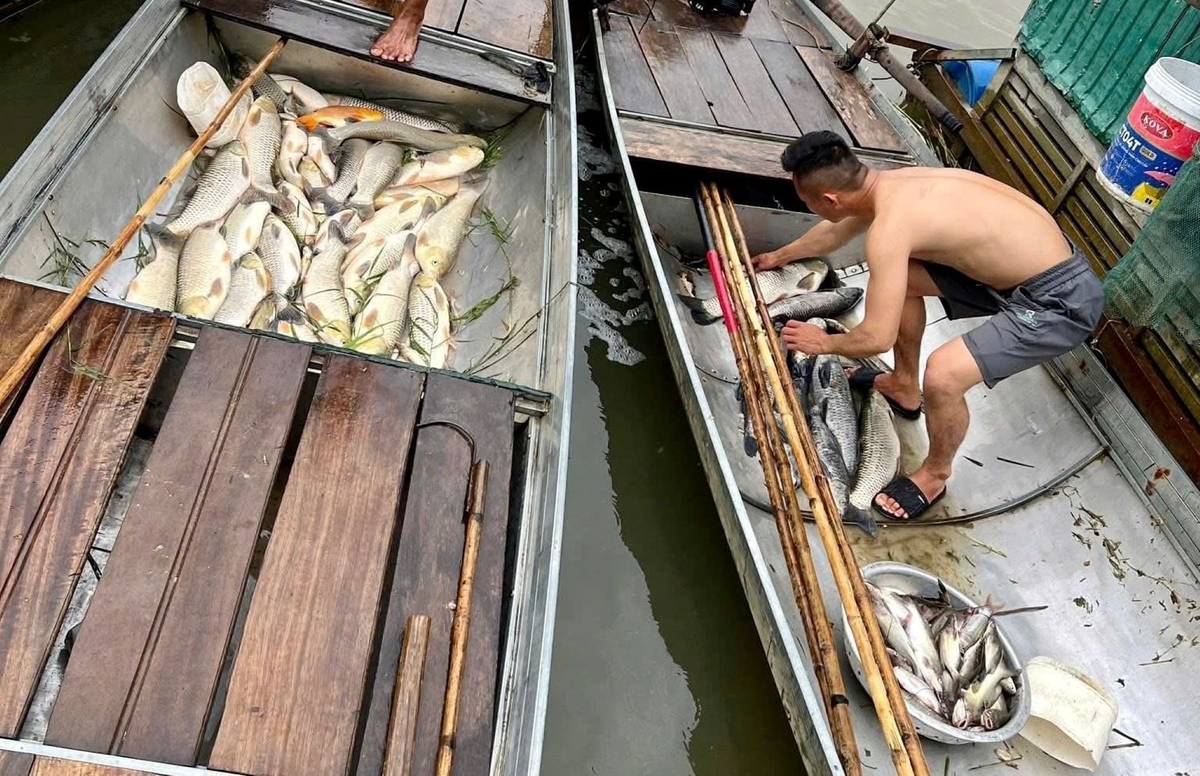 Phía Nhà máy đường Sông Lam và các cơ quan chức năng cần minh bạch thông tin về sự cố. Ảnh: Việt Khánh.