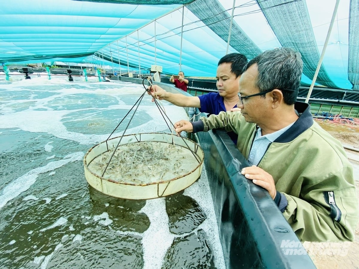 Mô hình nuôi tôm tuần hoàn ứng dụng công nghệ vi sinh ở Cà Mau, hướng đến phát triển bền vững và giảm phụ thuộc kháng sinh. Ảnh: Lê Hoàng Vũ.