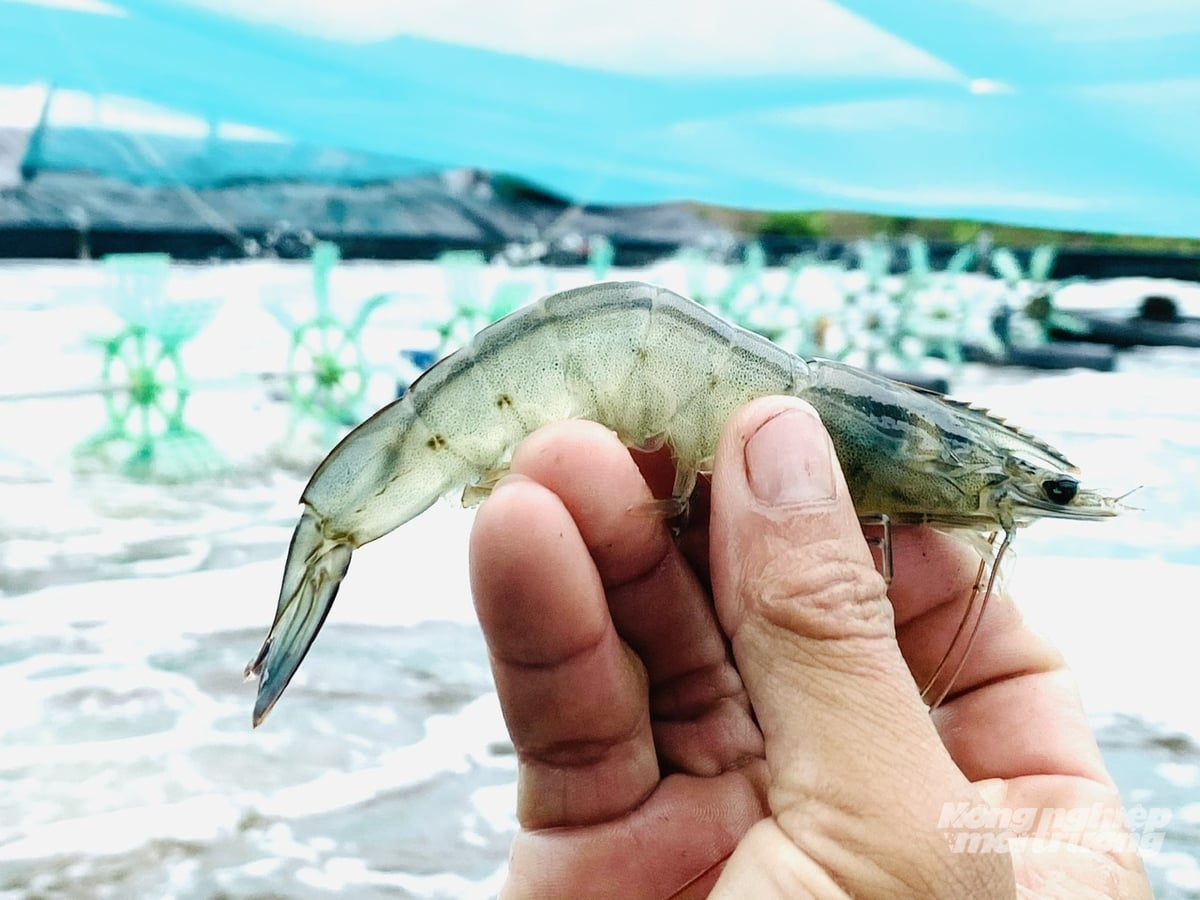 Ngành tôm ở ĐBSCL đang đẩy mạnh ứng dụng khoa học công nghệ, quản lý môi trường ao nuôi và sử dụng probiotic để nâng cao tỷ lệ sống, đáp ứng yêu cầu thị trường xuất khẩu. Ảnh: Lê Hoàng Vũ.