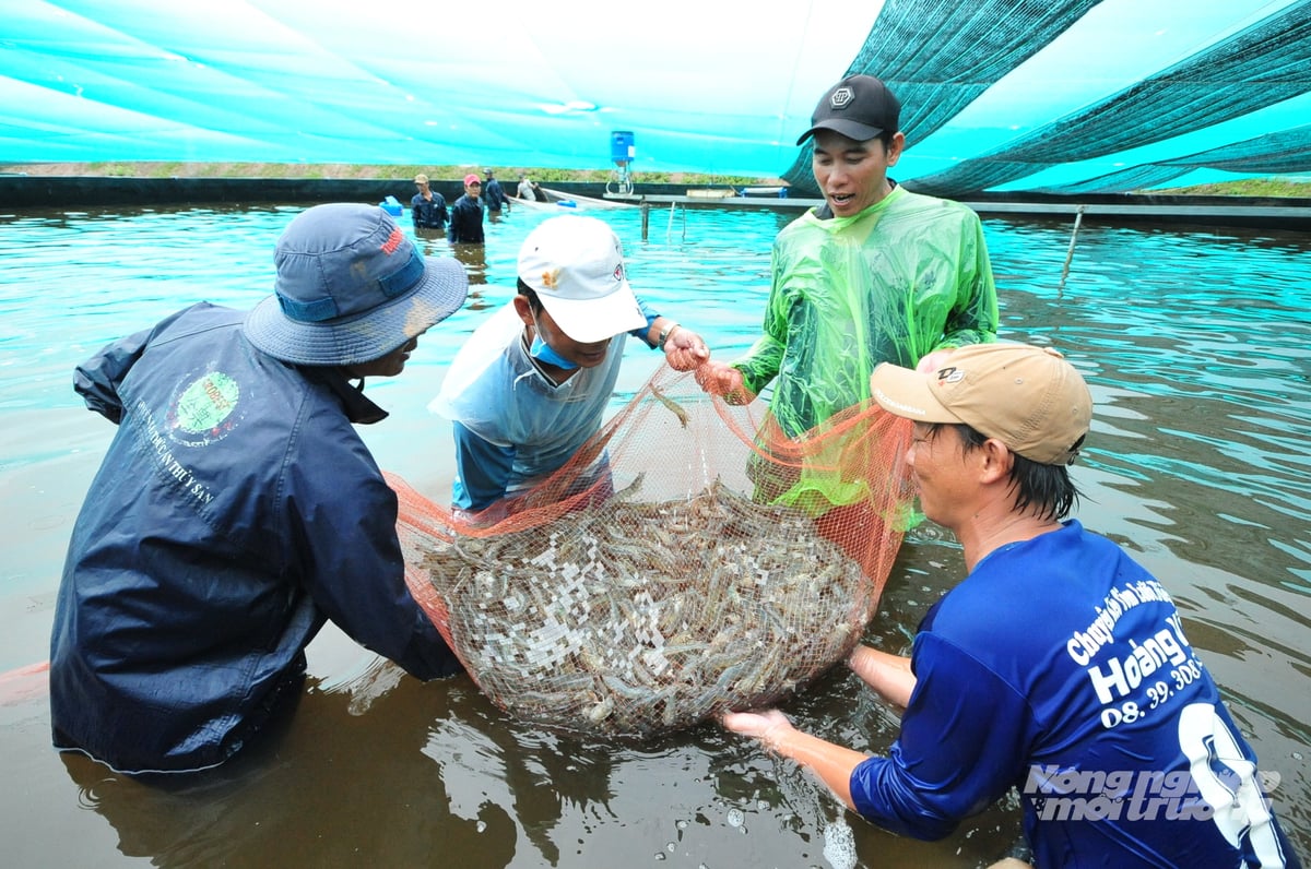 Các chuyên gia cũng lưu ý người nuôi hạn chế lạm dụng hóa chất xử lý mạnh, nhất là chlorine, bởi dễ gây sốc và ngộ độc cho tôm nếu sử dụng vượt ngưỡng cho phép. Ảnh: Lê Hoàng Vũ.