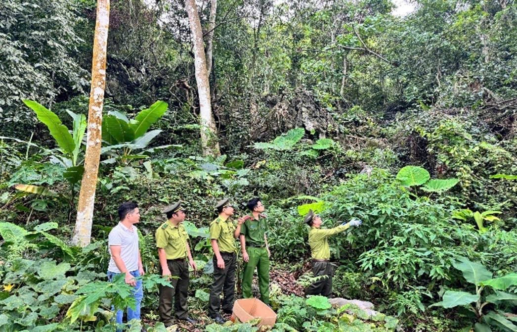 Lực lượng chức năng tái thả nhiều cá thể động vật hoang dã về tự nhiên. Ảnh: Nguyễn Trường.