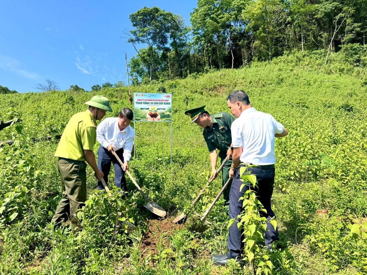 Khu vực trồng cây thuộc thôn Trăng - Tà Puồng, xã Hướng Lập, tỉnh Quảng Trị. Ảnh: Acecook Việt Nam.